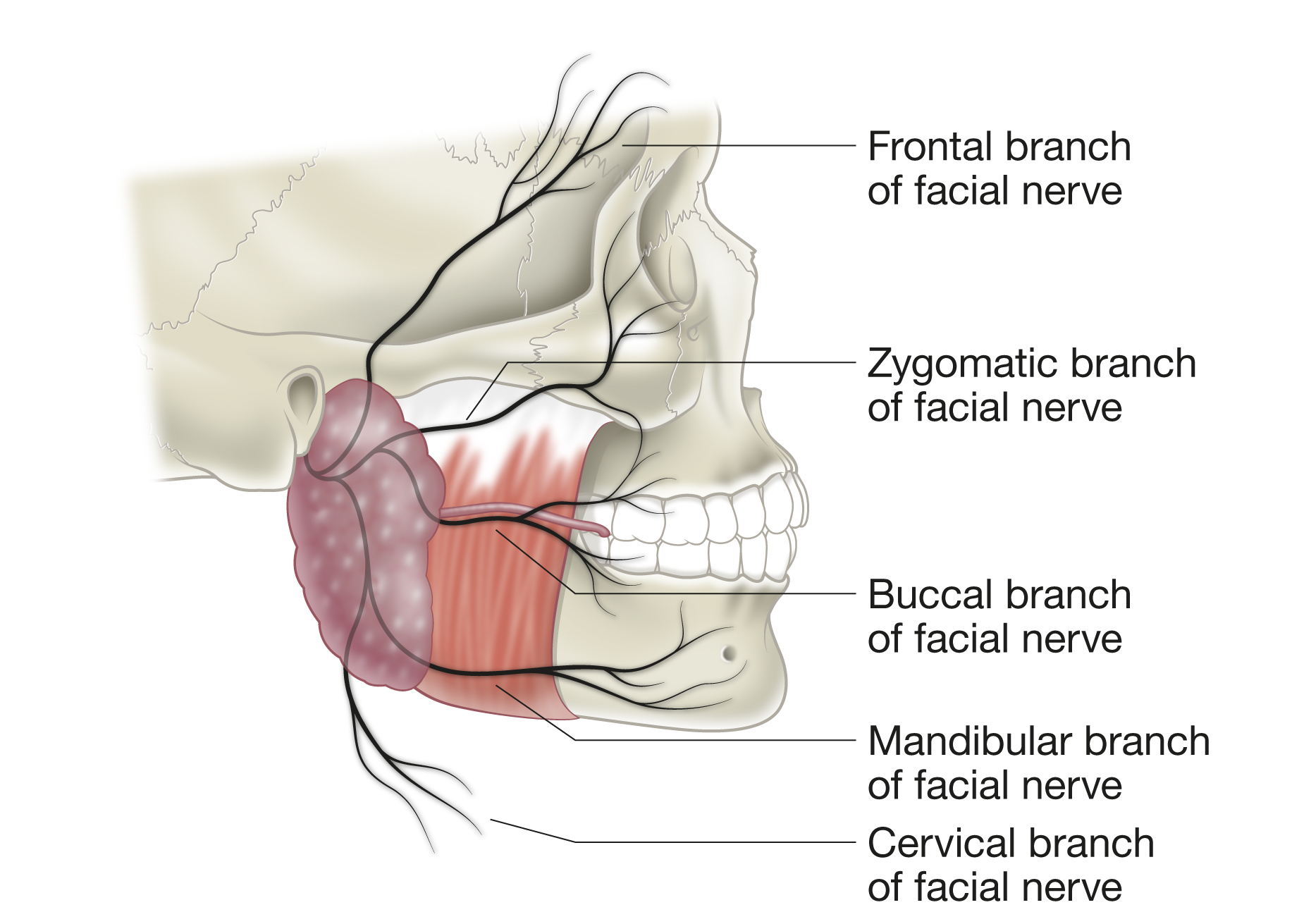 facial nerve anatomy
